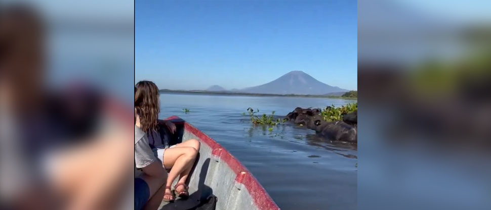 Turistas quedan impresionados tras captar manada de búfalos de agua en la laguna de Olomega