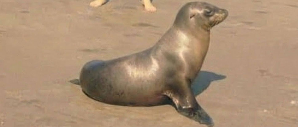Cría de león marino aparece en la playa El Espino y se vuelve viral