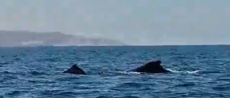 Captan impresionante momento del nacimiento de una ballena frente a la costa salvadoreña