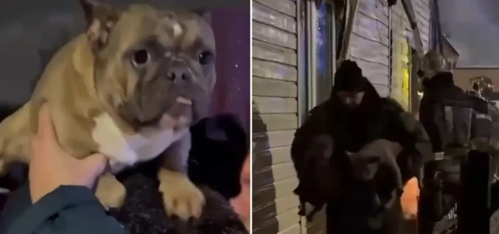 Salvan a 17 perros de morir en un edificio en llamas