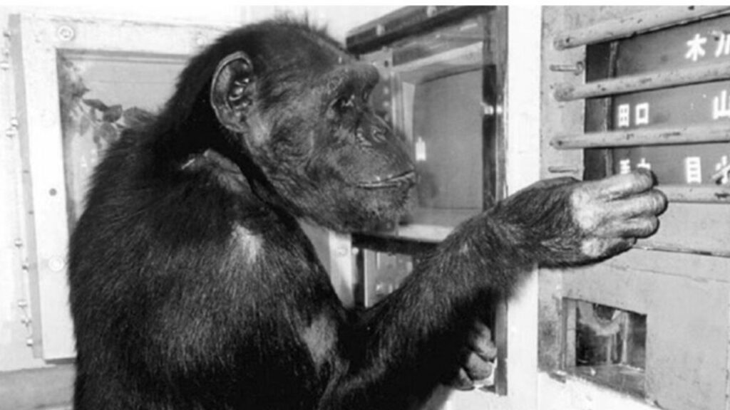 Muere a los 49 años, la chimpancé que leía el abecedario chino