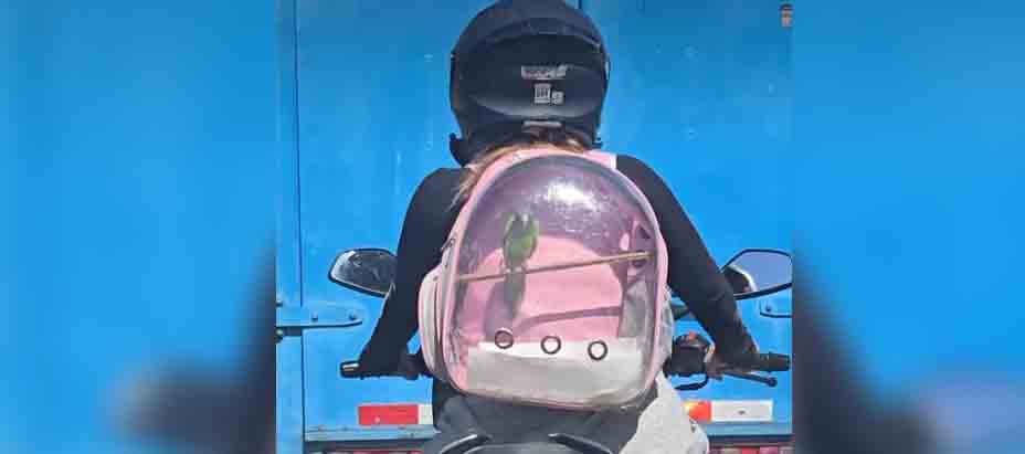 Chica biker se viraliza por llevar a su periquito de  «paseo»