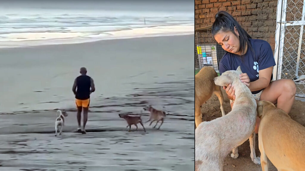 Refugio recibe a chuchos que atacaron a turistas en una playa de Usulután
