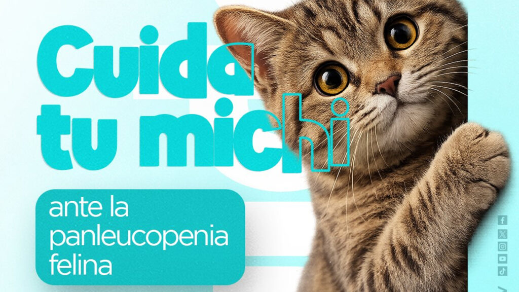 Recomendaciones para cuidar a los michis ante la panleucopenia