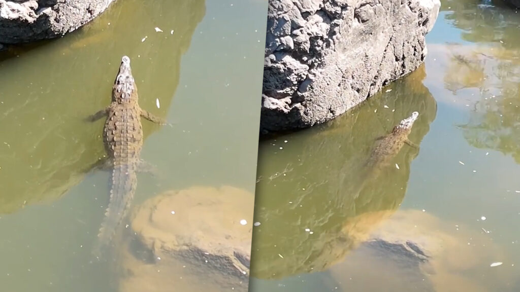 Will Salgado capta un cocodrilo en el Río Lempa