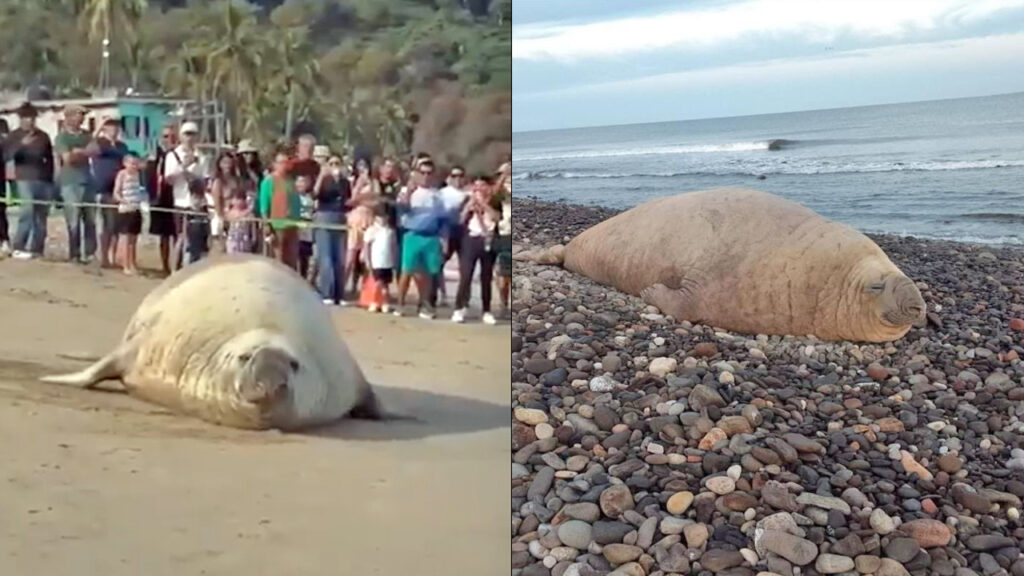 México:  Elefante marino aparece en playa de Nayarit