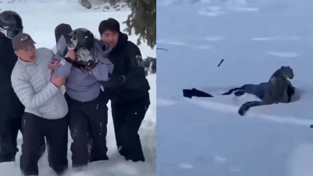 Quería fotografiar a un leopardo de las nieves, se acercó demasiado y el felino la atacó