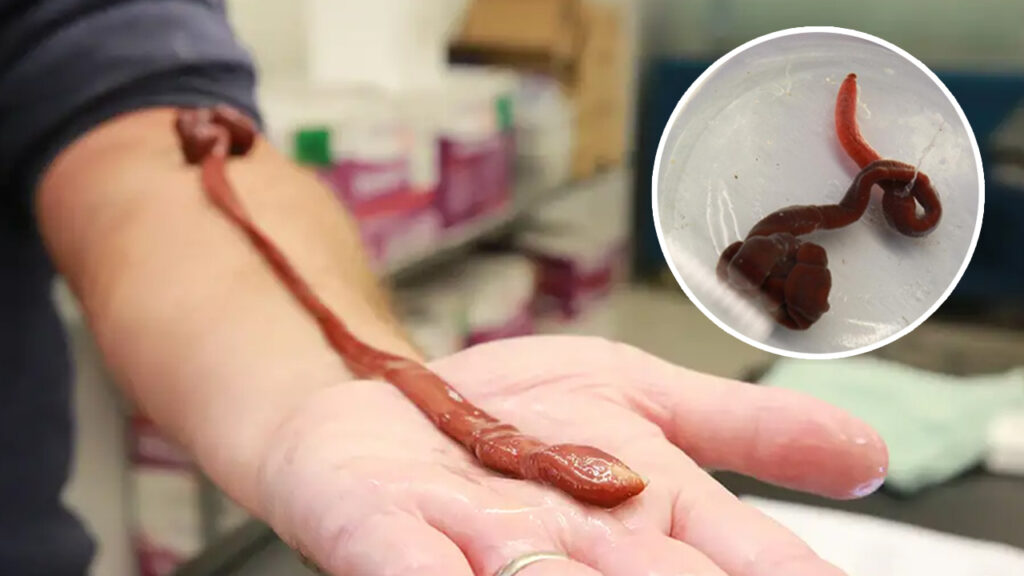 Gusano mascota rompe récord al convertirse en el más longevo del mundo