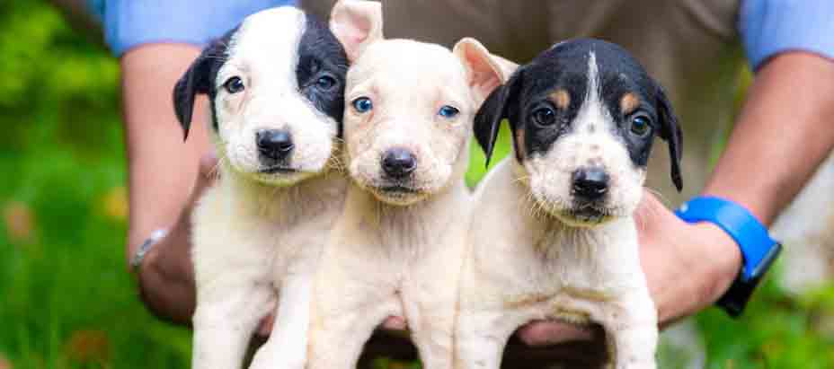 Se viene jornada de adopción de perritos y gatitos en el parque Cuscatlán