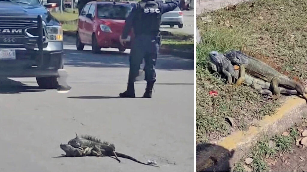 Par de iguanas hacen de las suyas y provocan tráfico vehicular