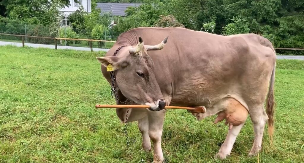 Veronika, la vaca que se ha vuelto viral por rascarse con una escoba
