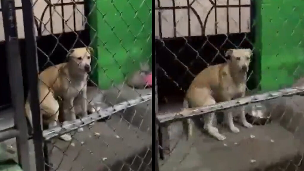 Denuncian a familia que dejó a su chuchito fuera de la casa; estaba temeroso por los cuetes