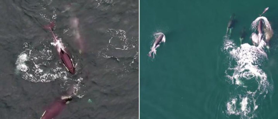 Canadá: captan a delfines y ballenas orcas colaborando en la caza de salmones