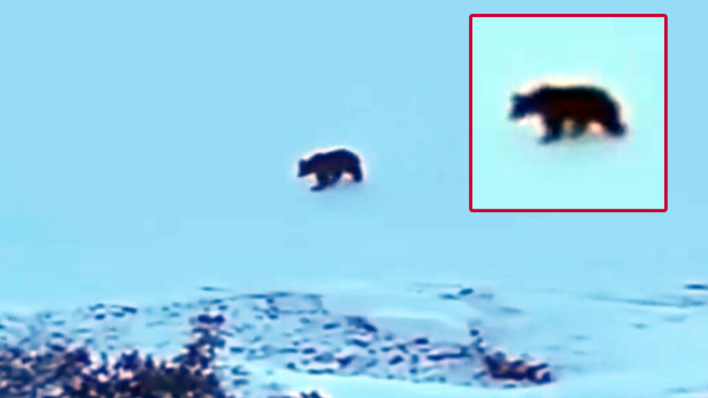 Captan a oso que camina sobre un lago congelado en lugar de estar hibernando