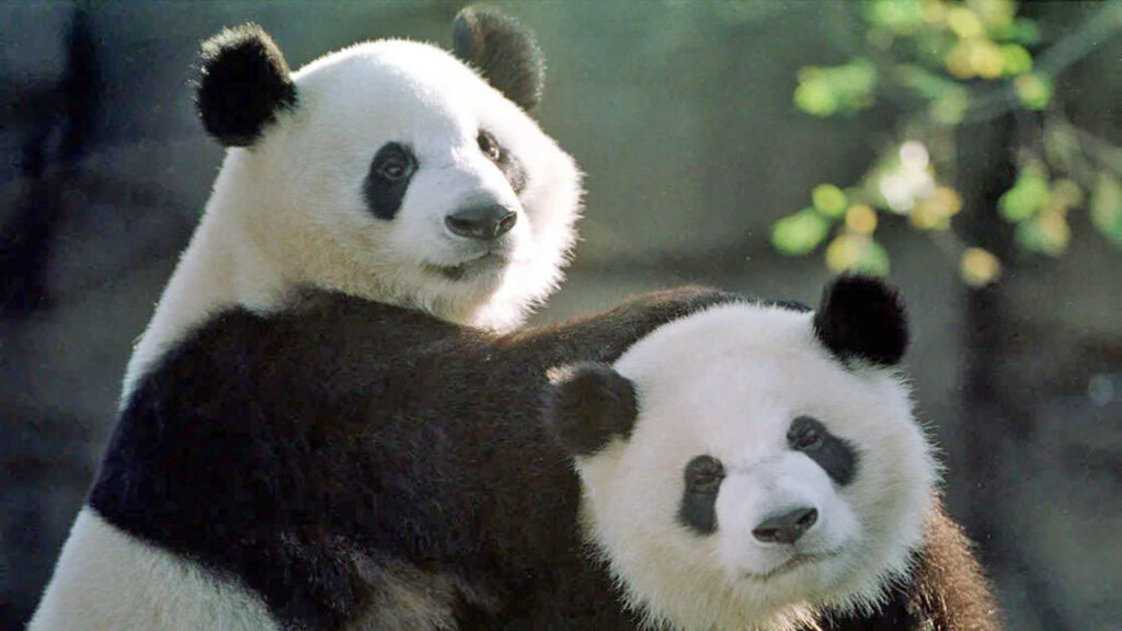 Gemelos de oso panda vuelven a China tras finalizar acuerdo con Japón