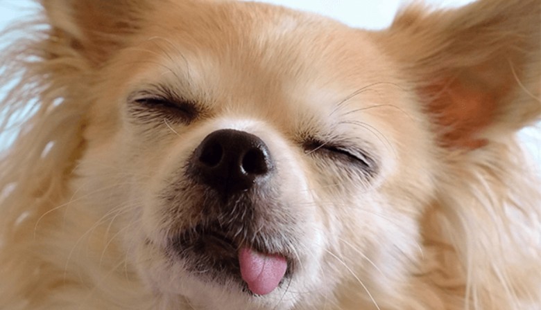 Perritos vivirán más tiempo: FDA aprueba primera pastilla antienvejecimiento