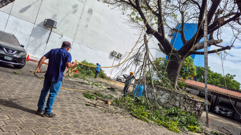 Realizan poda preventiva de árbol que generaba peligro para ciudadanos en San Salvador Centro