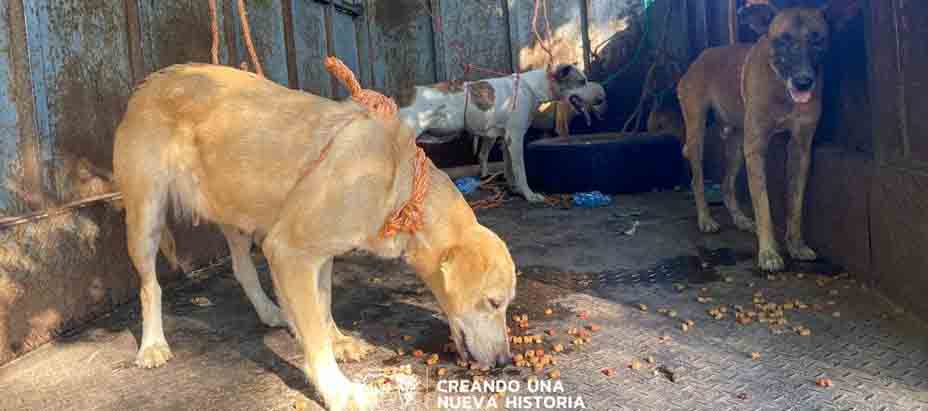 Rescatan a perritos que vivían en la calle en playa El Espino