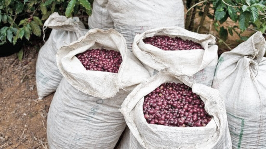 Caporal de una finca es procesado por embolsarse varios sacos de café