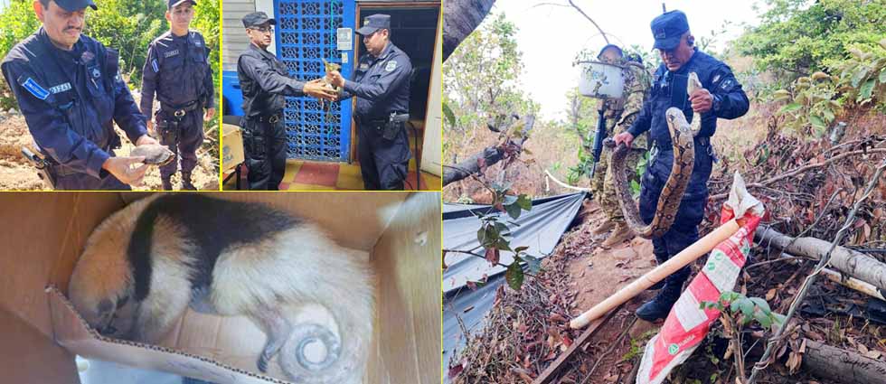 Policías rescatan en Morazán a varias especies y las liberan en ANP