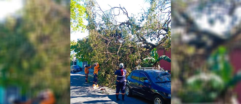 Alcaldía capitalina remueve árbol que cedió ante los vientos en una residencial de Mejicanos