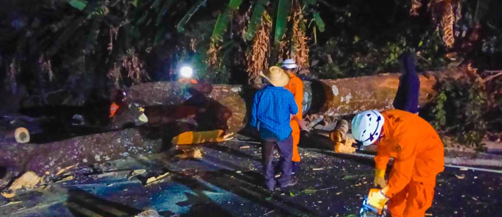 Bomberos remueven enorme árbol que cayó sobre la carretera Longitudinal del Norte