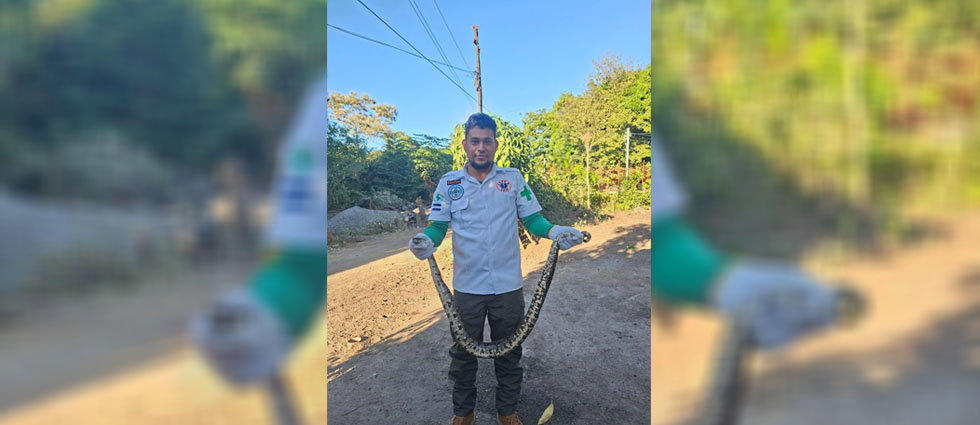 Cruz Verde desaloja serpiente que se encontraba alojada en el techo de una vivienda en Colón