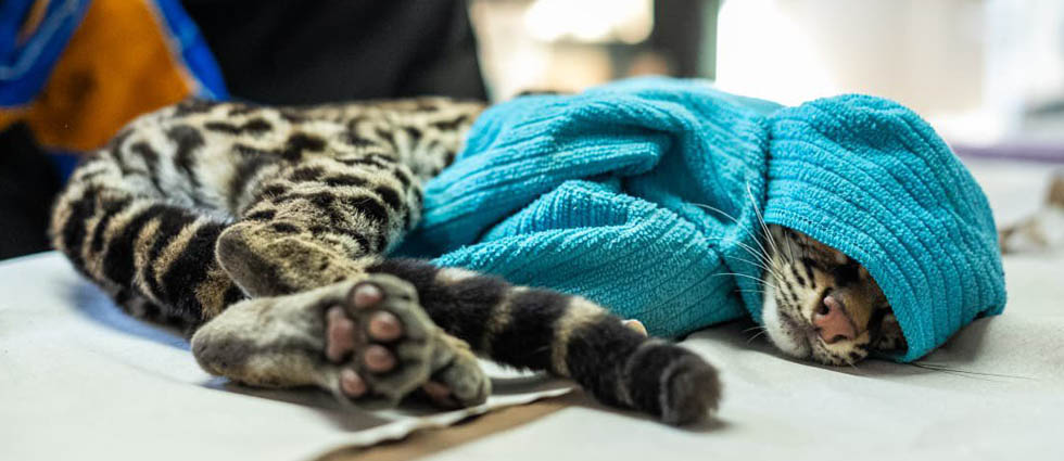 Auxilian a tigrillo tras ser hallado sobre una carretera con sospecha de atropellamiento en La Unión