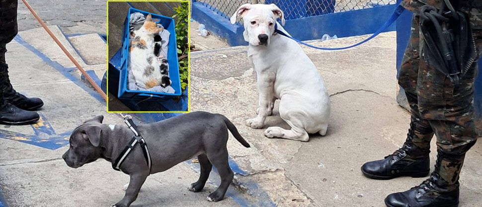 GUATEMALA: decomisan hasta perros pitbull que reos tenían como mascotas en un penal