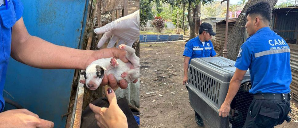 Rescatan a 10 cachorros y su madre en un parque de Santa Ana