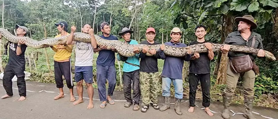 Gigantesca pitón hallada en Indonesia entra al Guinness como la más grande del mundo