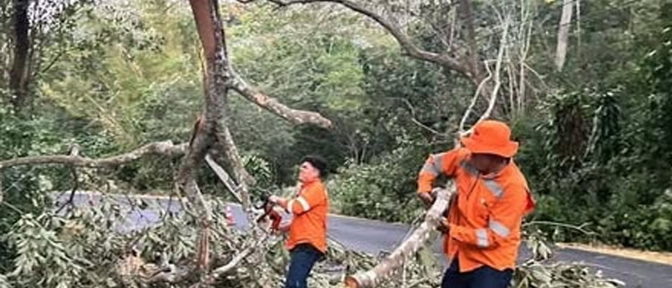 Cuadrillas del FOVIAL colaboran en remover árboles caídos por fuertes vientos