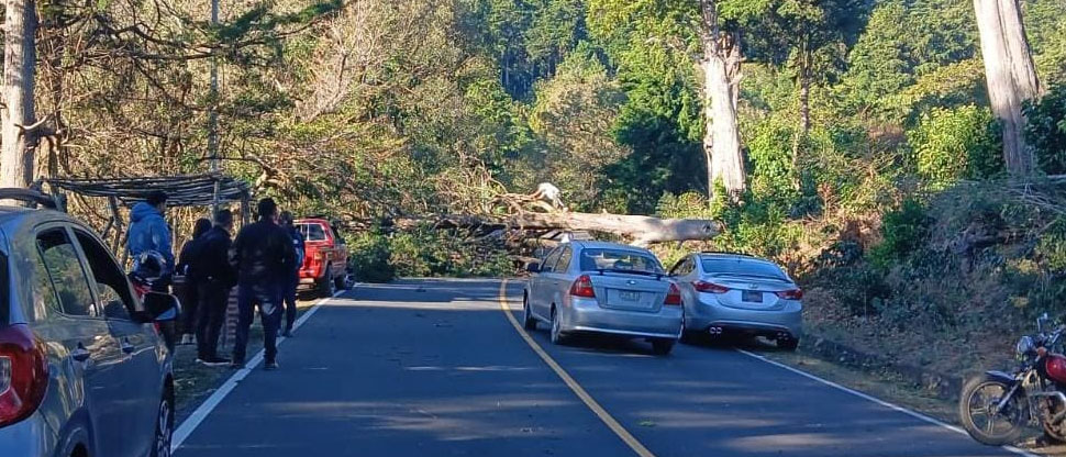 Retiran árbol de gran tamaño que cayó y bloqueó acceso vehicular en carretera al Cerro Verde