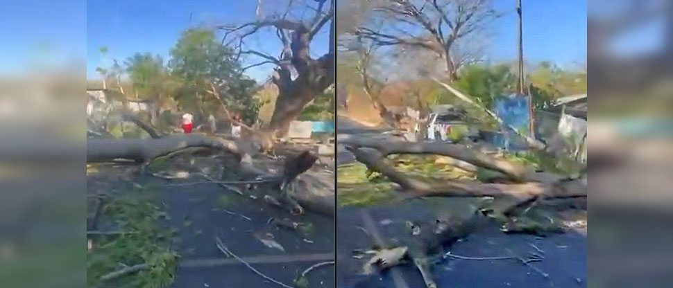 Árbol de gran tamaño cae en carrerea Ruta de Paz y obstaculiza paso vehicular