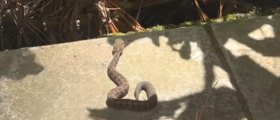 Se van de campamento sin imaginar que un Tamagás estaba debajo de una hielera
