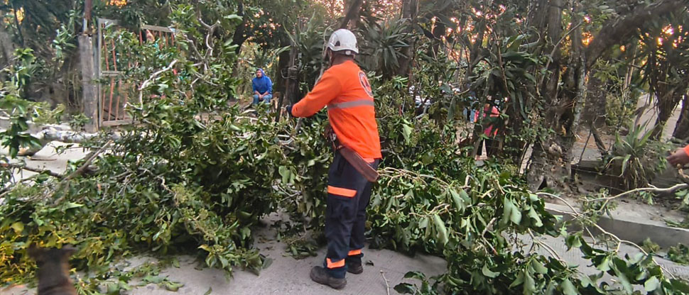 Intensos vientos derriban árbol en San Salvador Centro