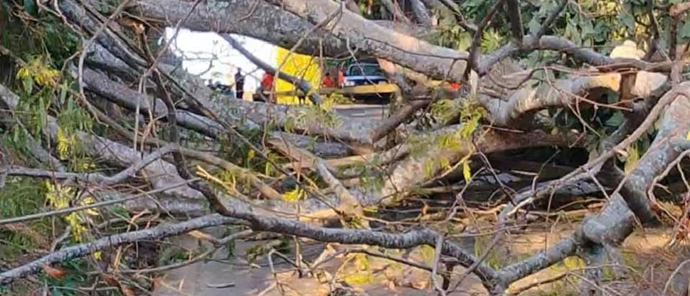 Árbol de gran tamaño cae y obstaculiza el acceso al distrito de California, Usulután Este