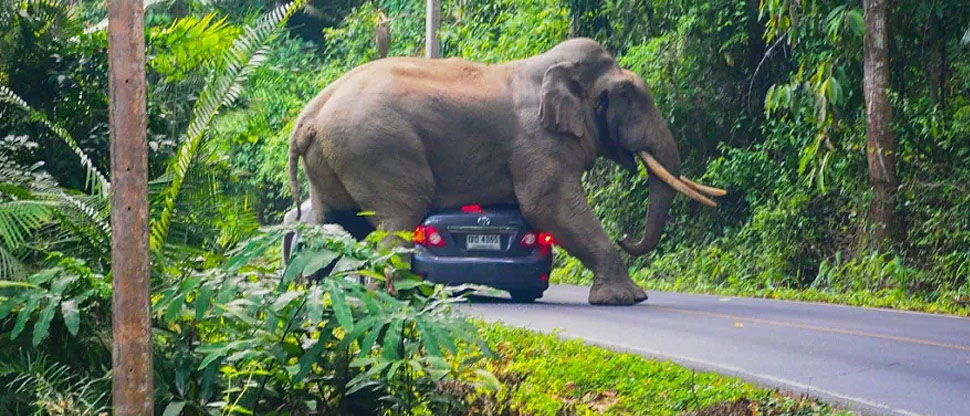 Turista muere al ser atacado por elefante en parque nacional de Tailandia