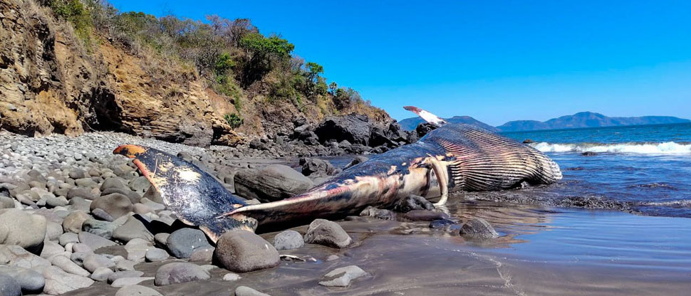 Auxilian a ballena varada en playa de difícil acceso