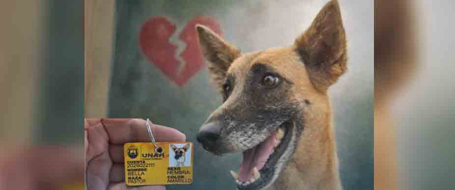 HONDURAS: fallece perrita que le daban de comer vidrio molido y vivía UNAH