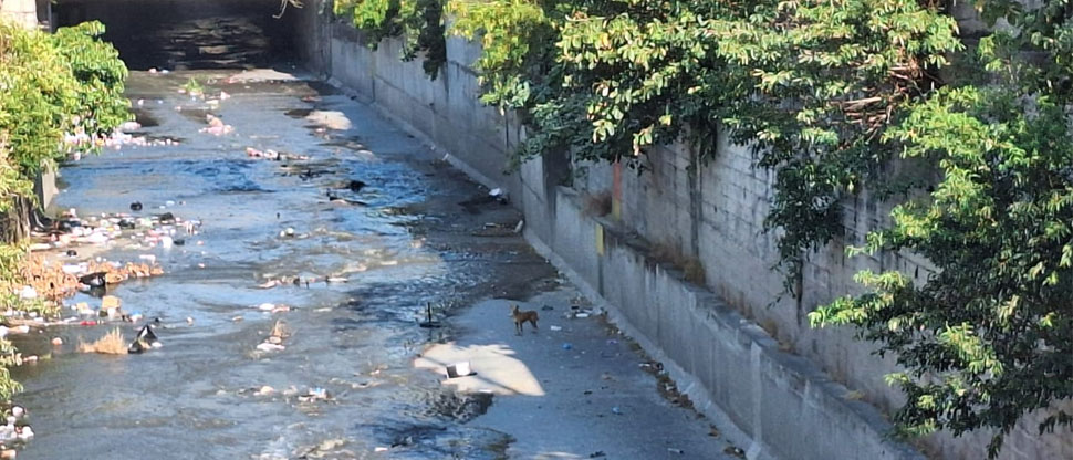 Piden auxiliar a perrito que deambula desorientado en el río El Arenal