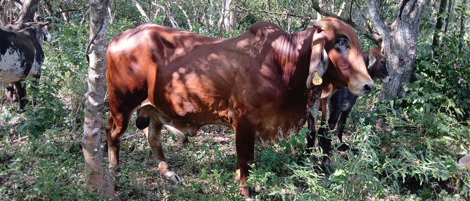 Buscan a propietarios de toro extraviado en Sonsonate