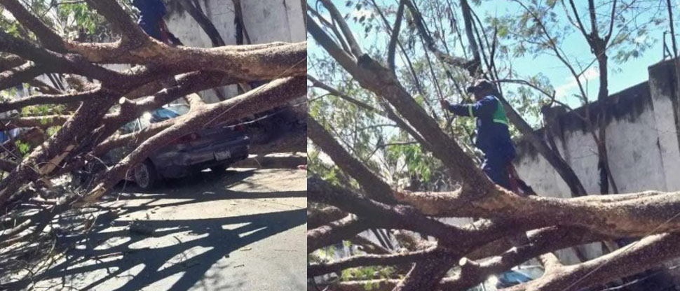 Retiran árbol que cayó debido a los fuertes vientos en Sonsonate