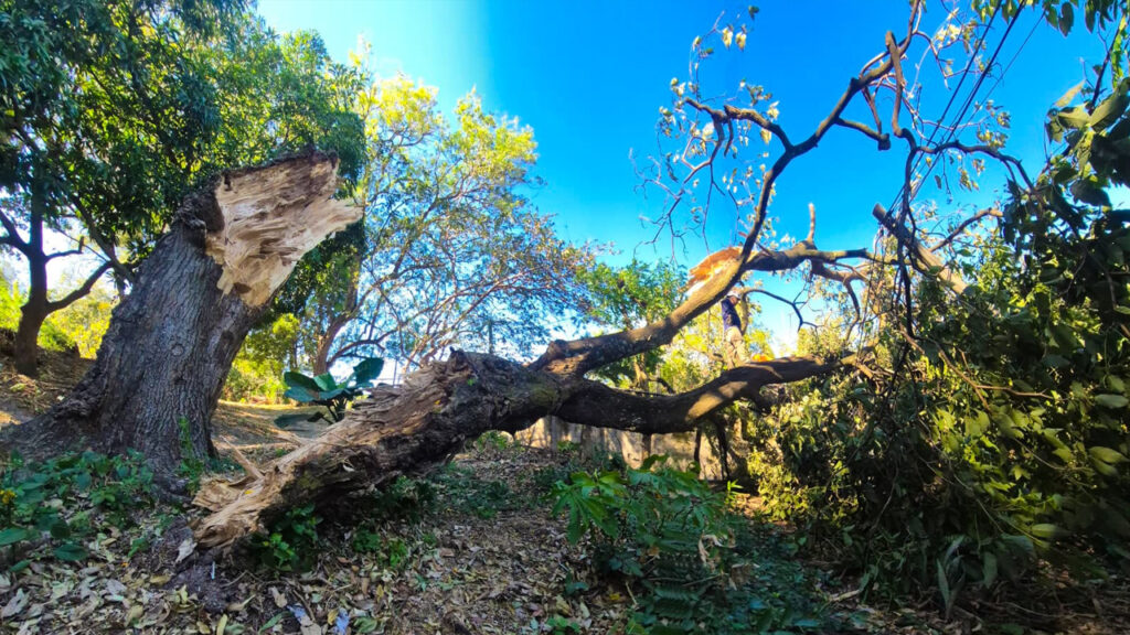 Atienden emergencias por árboles caídos en distintos puntos de San Salvador