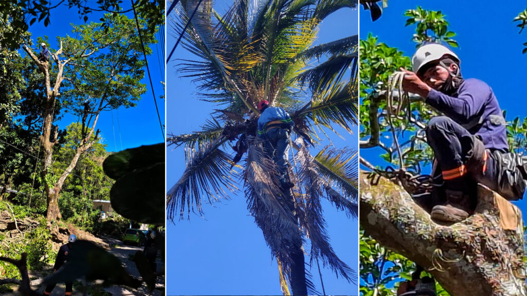 Intervienen árboles que representaban peligro para familias de San Salvador