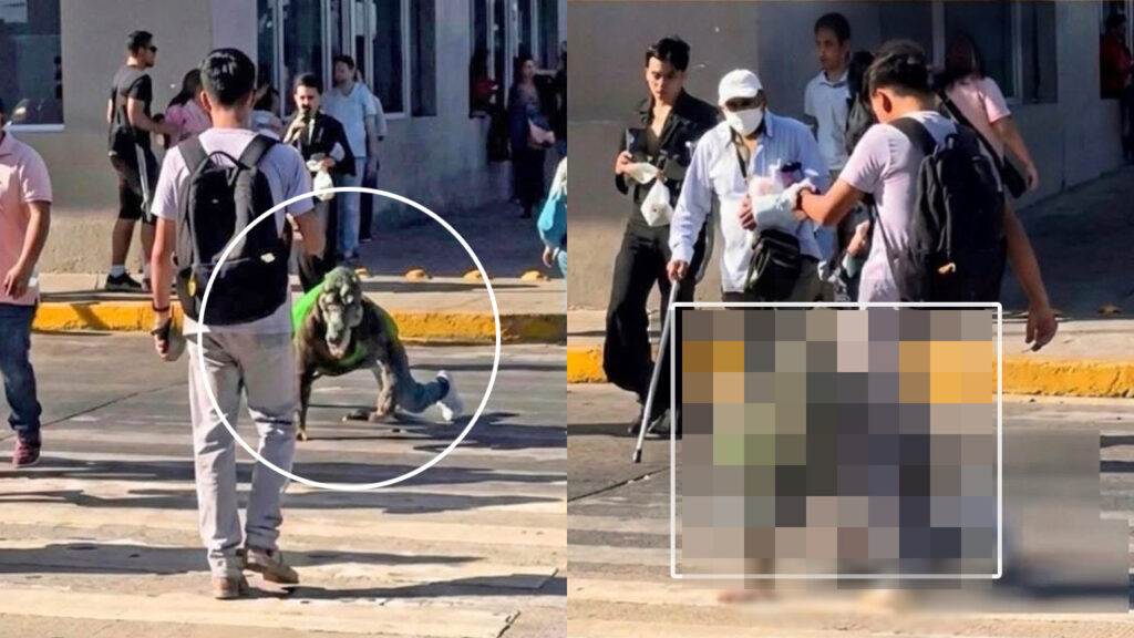 Intolerancia: ciudadano ataca a Therian en plena vía pública