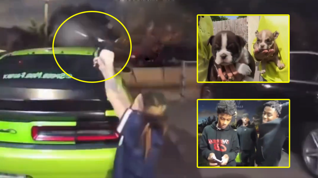 Mujer prende a balazos a sujetos que intentaron robarle unos cachorros valorados en más de $4 mil