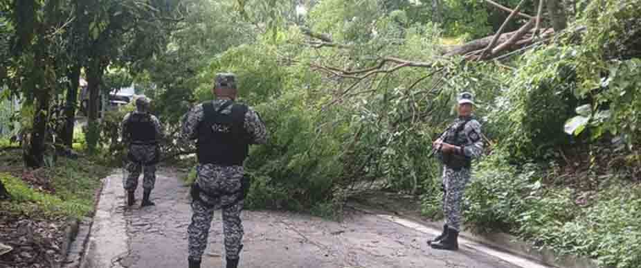 Pronostican que Vientos Nortes pueden provocar caída de árboles