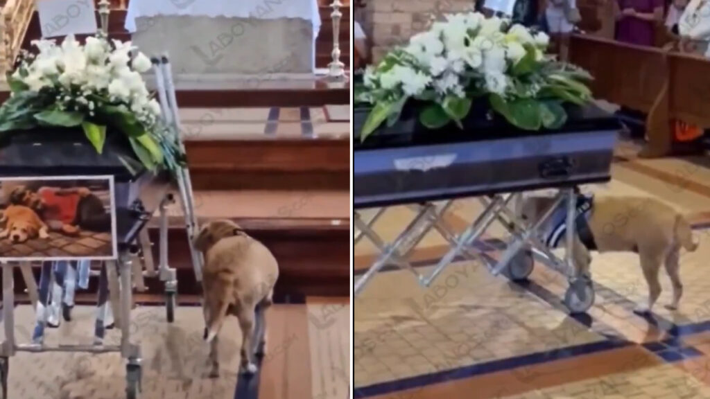 Fiel hasta la muerte: perrito se vuelve viral por asistir al funeral de su dueño
