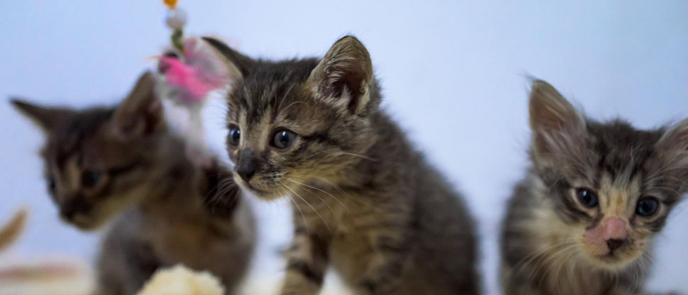 Gatitos buscan un hogar que les de alimentación y cariño